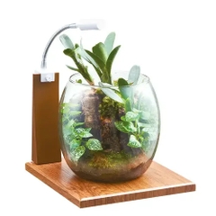 Hồ cá tiểu cảnh thủy tinh - Gex Glass Aqua Drop
