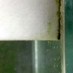 Miếng xốp chà hồ - Seachem Pad