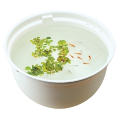 Chậu nhựa tròn 370 nuôi cá Medaka - Gex Killifish Bowl 370 ( 37 x 37 x 20cm )