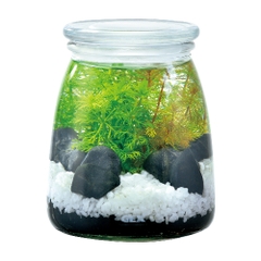 Bộ hồ tiểu cảnh thủy tinh - Gex Bottlium Nature Set White