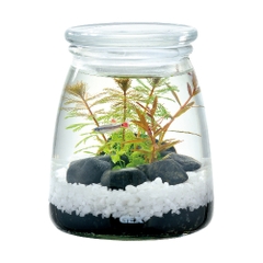 Bộ hồ tiểu cảnh thủy tinh - Gex Bottlium Nature Set White