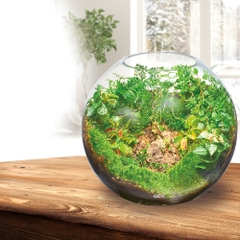 Hồ cá tiểu cảnh thủy tinh - Gex Glass Aquarium Sphere