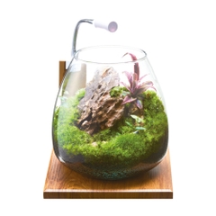 Hồ cá tiểu cảnh thủy tinh - Gex Glass Aqua Tear