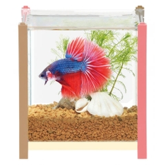 Hồ cá Betta ( 10 x 10 cm ) - Gex qb Betta