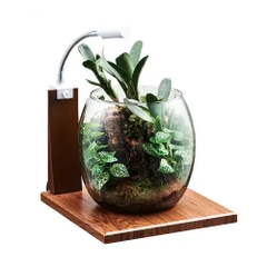 Đế lót bằng gỗ cho hồ tiểu cảnh thủy tinh - Gex Glass Base Maple 200