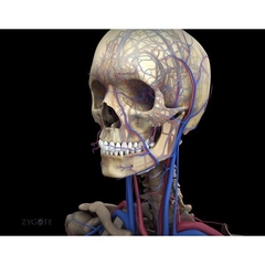 MÔ HÌNH GIẢI PHẪU NAM VÀ NỮ 3D