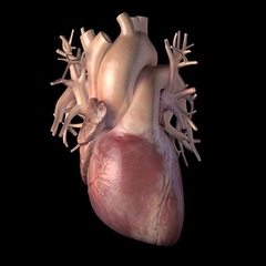 MÔ HÌNH GIẢI PHẪU NAM VÀ NỮ 3D