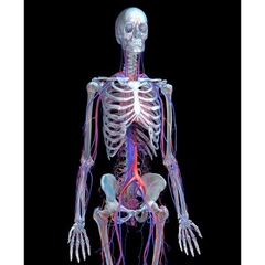 MÔ HÌNH GIẢI PHẪU NAM VÀ NỮ 3D