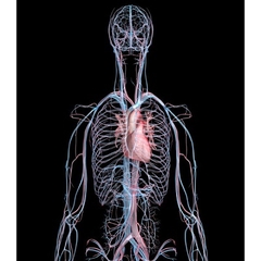 MÔ HÌNH GIẢI PHẪU NAM VÀ NỮ 3D
