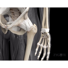 MÔ HÌNH GIẢI PHẪU NAM VÀ NỮ 3D
