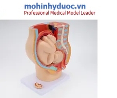 MÔ HÌNH XƯƠNG CHẬU NỮ VÀ THAI NHI