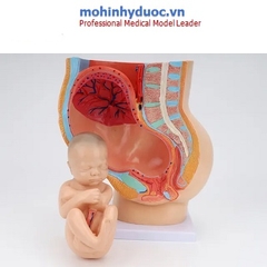 MÔ HÌNH XƯƠNG CHẬU NỮ VÀ THAI NHI