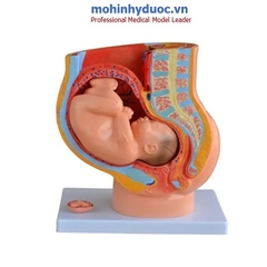 MÔ HÌNH XƯƠNG CHẬU NỮ VÀ THAI NHI