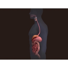 MÔ HÌNH GIẢI PHẪU CƠ THỂ NGƯỜI NAM 3D
