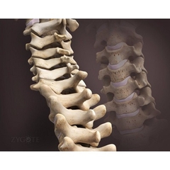 MÔ HÌNH GIẢI PHẪU CƠ THỂ NGƯỜI NAM 3D