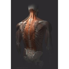MÔ HÌNH GIẢI PHẪU CƠ THỂ NGƯỜI NAM 3D