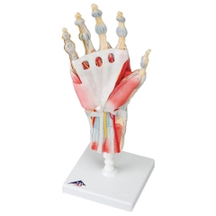 Mô Hình Bàn Tay, Xương Cơ Và Dây Chằng – 1000358 – 3B Scientific