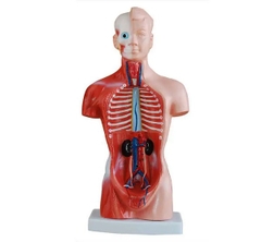 MÔ HÌNH BÁN THÂN 26CM 15 PHẦN