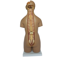 MÔ HÌNH GIẢI PHẪU BÁN THÂN KÈM NỘI TẠNG 55CM 20 PHẦN NAM/NỮ