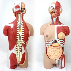 MÔ HÌNH BÁN THÂN 85CM KÈM NỘI TẠNG 24 PHẦN