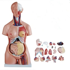 MÔ HÌNH BÁN THÂN 85CM KÈM NỘI TẠNG 24 PHẦN