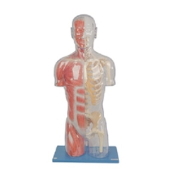 MÔ HÌNH BÁN THÂN TRONG SUỐT CÓ CƠ VÀ XƯƠNG GD/A10006