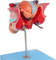 MÔ HÌNH BỘ PHẬN SINH DỤC NAM