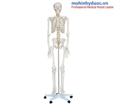 MÔ HÌNH BỘ XƯƠNG CÓ DÂY THẦN KINH CỘT SỐNG DÀI 85CM