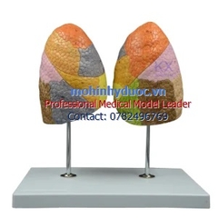 MÔ HÌNH CÁC PHÂN THÙY CỦA PHỔI - GIẢI PHẪU PHỔI