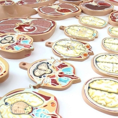 Mô hình cắt lớp cơ thể theo chiều ngang