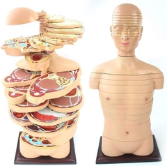 Mô hình cắt lớp cơ thể theo chiều ngang