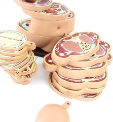 Mô hình cắt lớp cơ thể theo chiều ngang