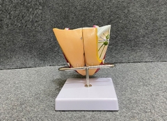 MÔ HÌNH GIẢI PHẪU BUỒNG TRỨNG TỬ CUNG