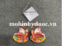 MÔ HÌNH GIẢI PHẪU BUỒNG TRỨNG TỬ CUNG