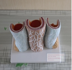 MÔ HÌNH CẤU TẠO THÀNH MẠCH