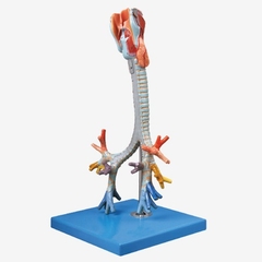 MÔ HÌNH CÂY THANH QUẢN, KHÍ QUẢN VÀ PHẾ QUẢN GD/A13006