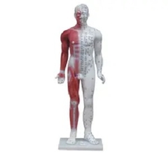 MÔ HÌNH CHÂM CỨU TOÀN THÂN 84CM 1 BÊN SƠN CƠ