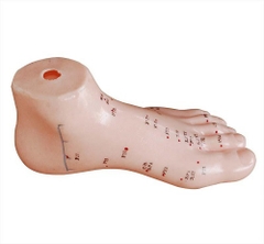 Mô hình châm cứu bàn chân 13CM