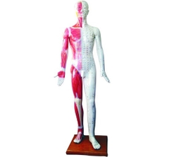 MÔ HÌNH CHÂM CỨU KÍCH THƯỚC NGƯỜI THẬT 178CM