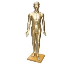 MÔ HÌNH CHÂM CỨU NGƯỜI LỚN 178CM (MÀU ĐỒNG)