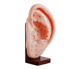 MÔ HÌNH CHÂM CỨU TAI 22CM