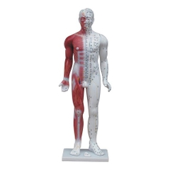 Mô hình châm cứu toàn thân 84cm