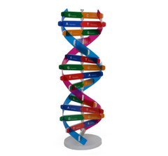 MÔ HÌNH CHUỖI DNA 3D ADN CỦA GEN NGƯỜI