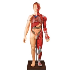 MÔ HÌNH CƠ BẮP CỦA CON NGƯỜI CÙNG CÁC CƠ QUAN NỘI TẠNG GD/A10001