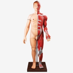 MÔ HÌNH CƠ BẮP CỦA CON NGƯỜI CÙNG CÁC CƠ QUAN NỘI TẠNG GD/A10001