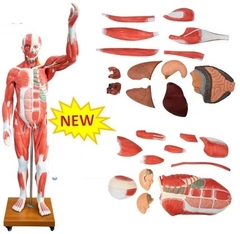 MÔ HÌNH GIẢI PHẪU CƠ BẮP NGƯỜI KÍCH THƯỚC THẬT (29 PHẦN) 175CM