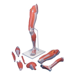 Mô hình cơ chân kích thước thật 7 phần 1000352 - 3B Scientific
