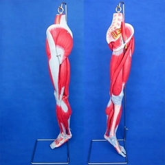 MÔ HÌNH GIẢI PHẪU CƠ CHI DƯỚI BIX-A1038