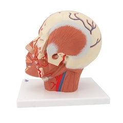 MÔ HÌNH CƠ ĐẦU VỚI MẠCH MÁU VÀ DÂY THẦN KINH