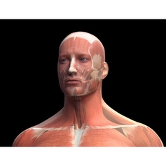 MÔ HÌNH GIẢI PHẪU CƠ THỂ NGƯỜI NAM 3D